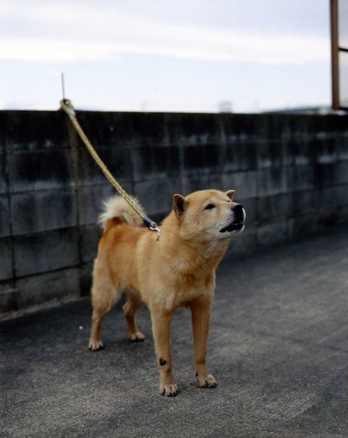 価格 Com 中型犬 北海道犬 Dokenさんのレビュー評価 評判