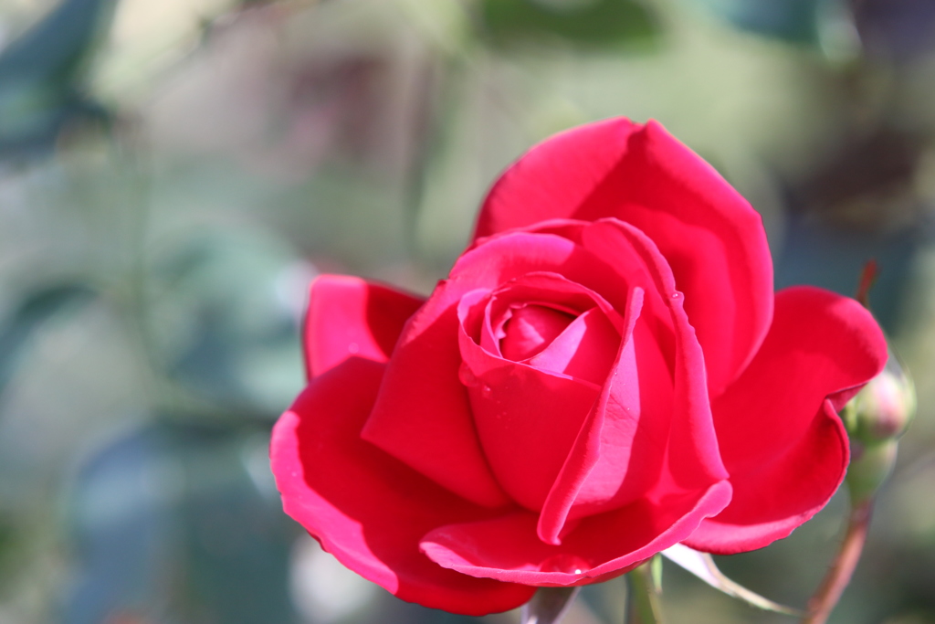 秋薔薇　