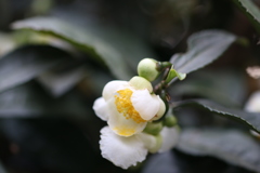 近にこんな花が・・・　Ⅱ