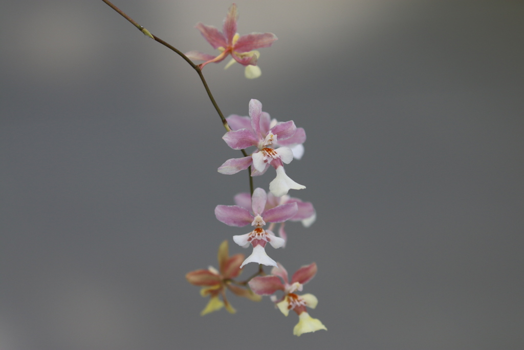 神代植物公園　Ⅱ