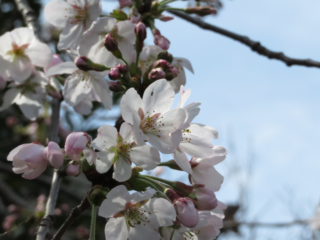 待ちわびた開花　Ⅰ