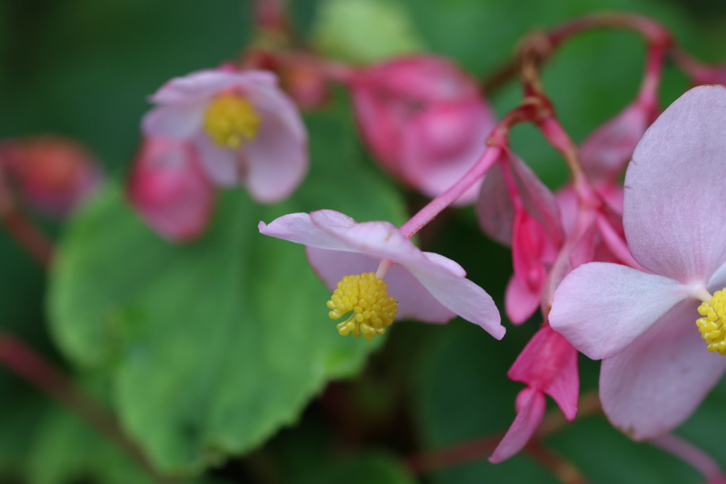 庭の花　Ⅲ
