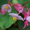 庭の花　Ⅲ