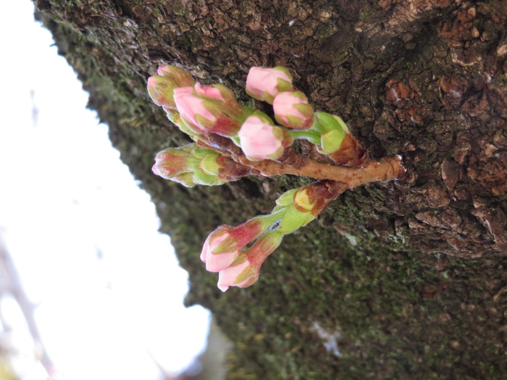 春の訪れ　Ⅴ　もう直ぐ開花