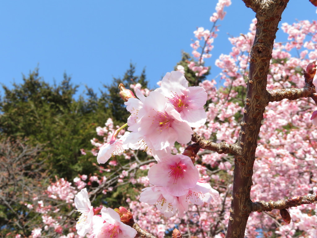 寒桜　Ⅱ