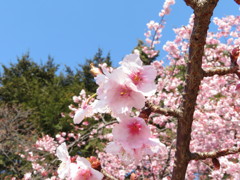 寒桜　Ⅱ