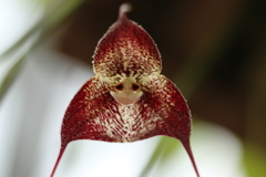 ドラクラ・ギガス　サルの顔に見えますか？