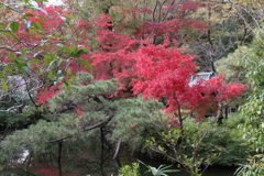 池に映る紅葉