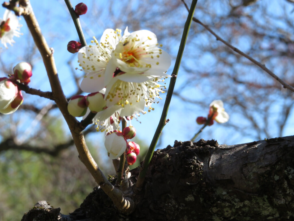梅の花　開花　Ⅱ