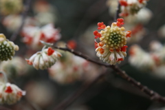 ミツマタの花