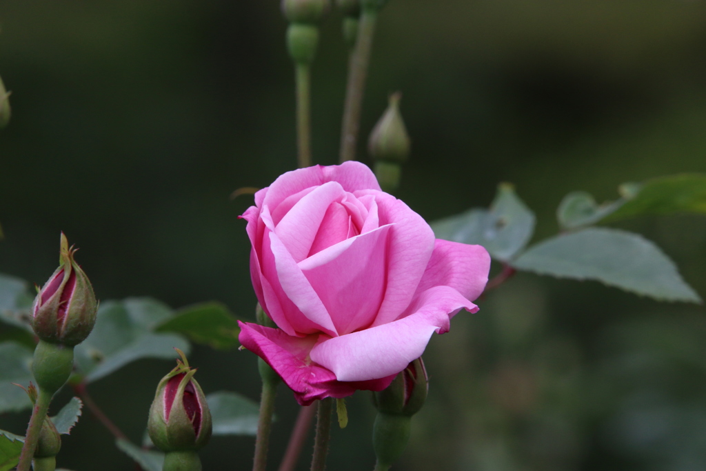 春・薔薇