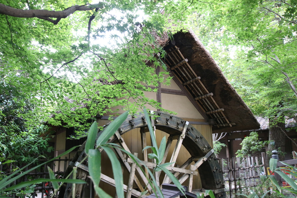 イロハモミジと水車小屋