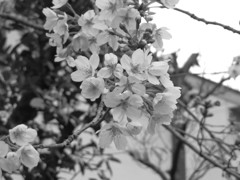 IMG待ちわびた開花　Ⅲ