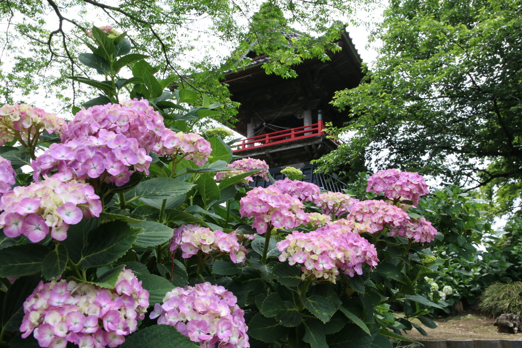 能護寺　（あじさい寺）　Ⅰ