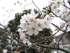 I待ちわびた開花　Ⅱ