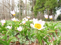足元の春　Ⅱ