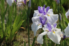 初夏の草花　Ⅱ