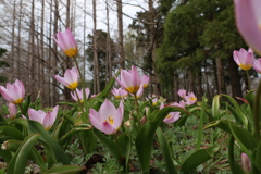 足元の春　Ⅰ