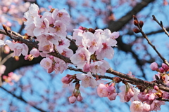 春のプレゼント　05