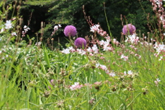 初夏の草花　Ⅰ