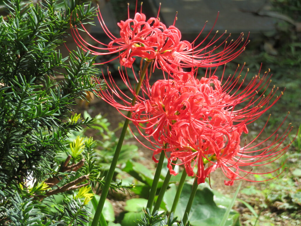 曼珠沙華