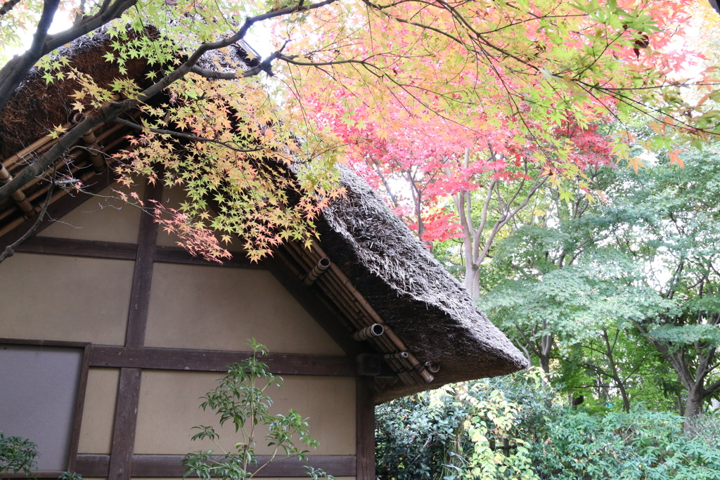 紅葉と水車小屋　Ⅱ