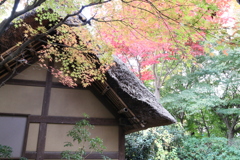 紅葉と水車小屋　Ⅱ
