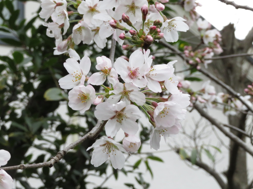 待ちわびた開花　Ⅳ