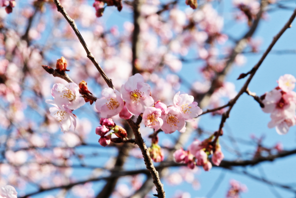 春のプレゼント　07