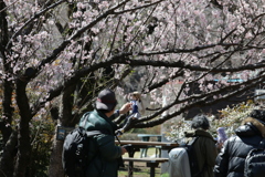 春の訪れ　Ⅱ　夢中です