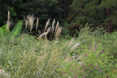 既に　秋の気配