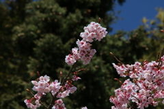 寒桜　Ⅳ