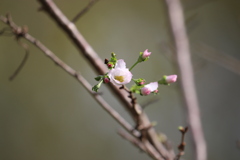 桜　咲く