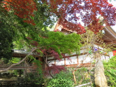 新緑の深大寺