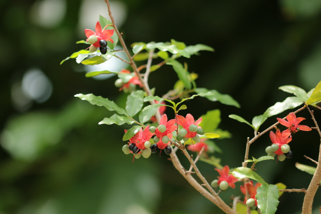 ミッキーマウスの木