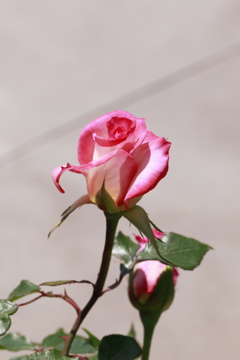 薔薇　Ⅱ