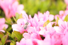 つつじの花で一休み
