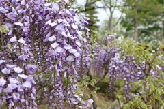 藤の花　Ⅰ