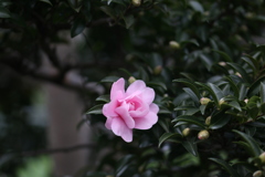 近にこんな花が・・・　Ⅳ