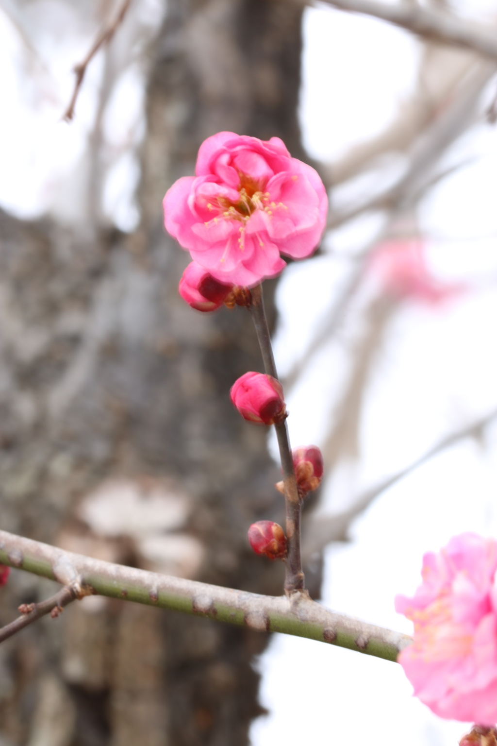 春がそこまで・・・　2