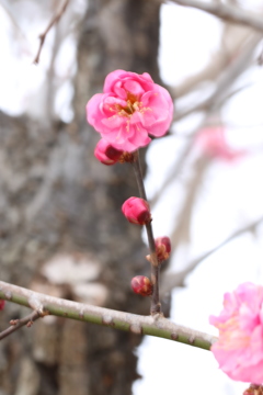 春がそこまで・・・　2