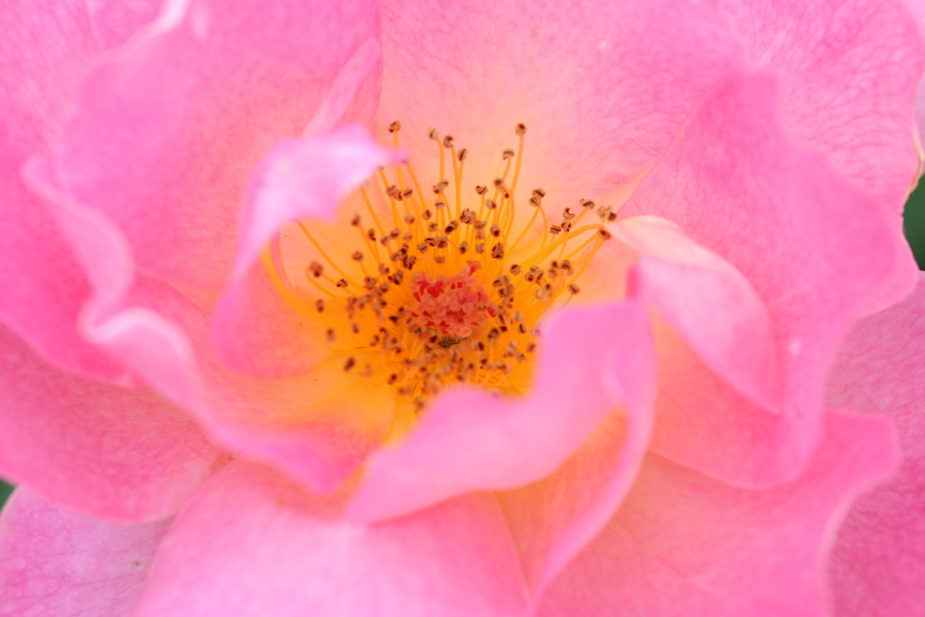 薔薇です・・・。
