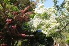 なんじゃもんじゃ