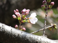 染井吉野　Ⅰ