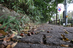 路上にも秋の足音が