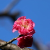 梅　開花　Ⅱ　（八重寒紅）