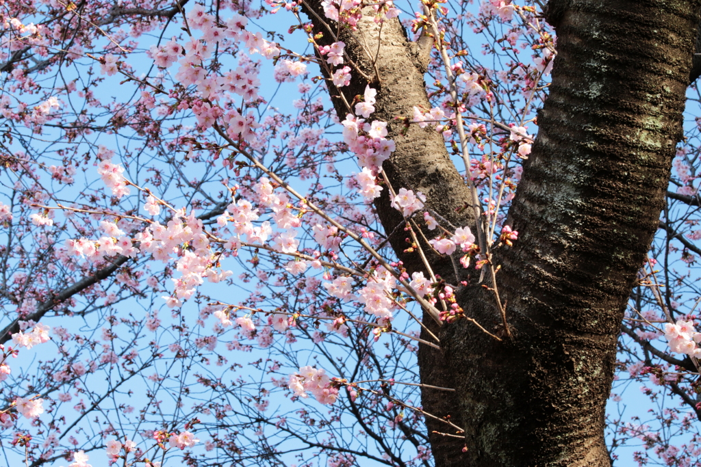 春のプレゼント　04