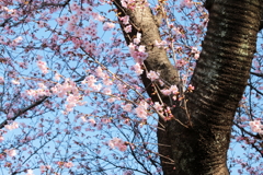 春のプレゼント　04