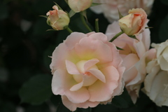 名前のない薔薇Ⅱ