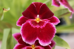 花の中の一寸法師